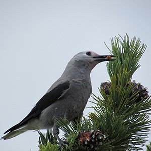 Clark's Nutcracker with a seed in its beak is perched on a whitebark pine branch.