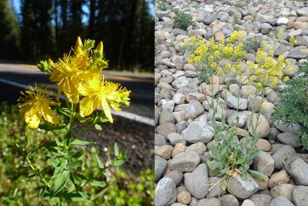 St. Johns wort and dyer's woad are invasive plant species that grow in the park.