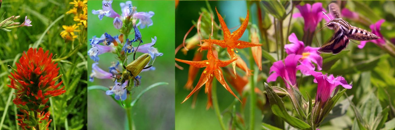 four different wildflower, two with pollinators