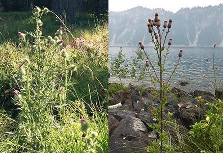 A combined photo of bull and Canada thistles which are invasive plants in the park.