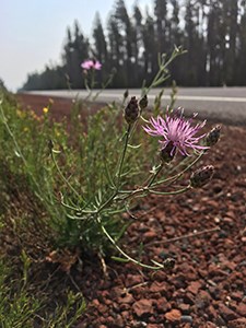 Spotted knapweed in a road ditch