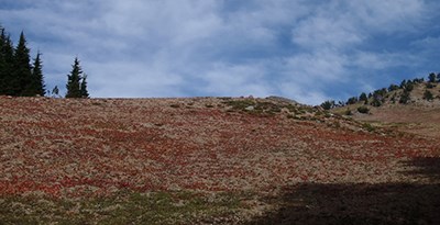 A pumice meadow is red in color from fleeceflower