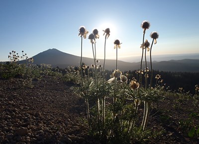 Morning highlights the sparce beauty of a pumice meadow.