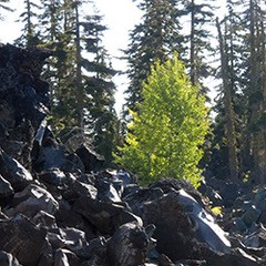 One black cottonwood tree growing up through black rock