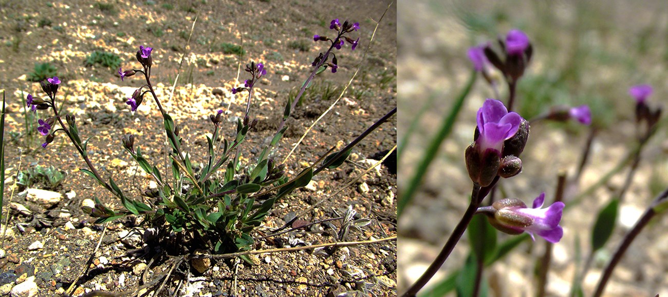 Crater Lake rockcress (Boechera horizontalis) the plant and the flower