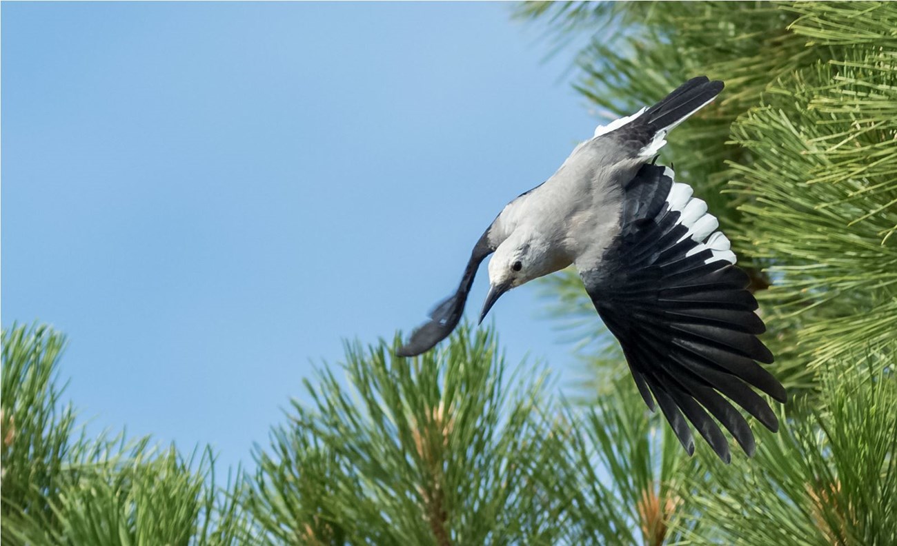 Clark's Nutcracker, a bird, in downward flight