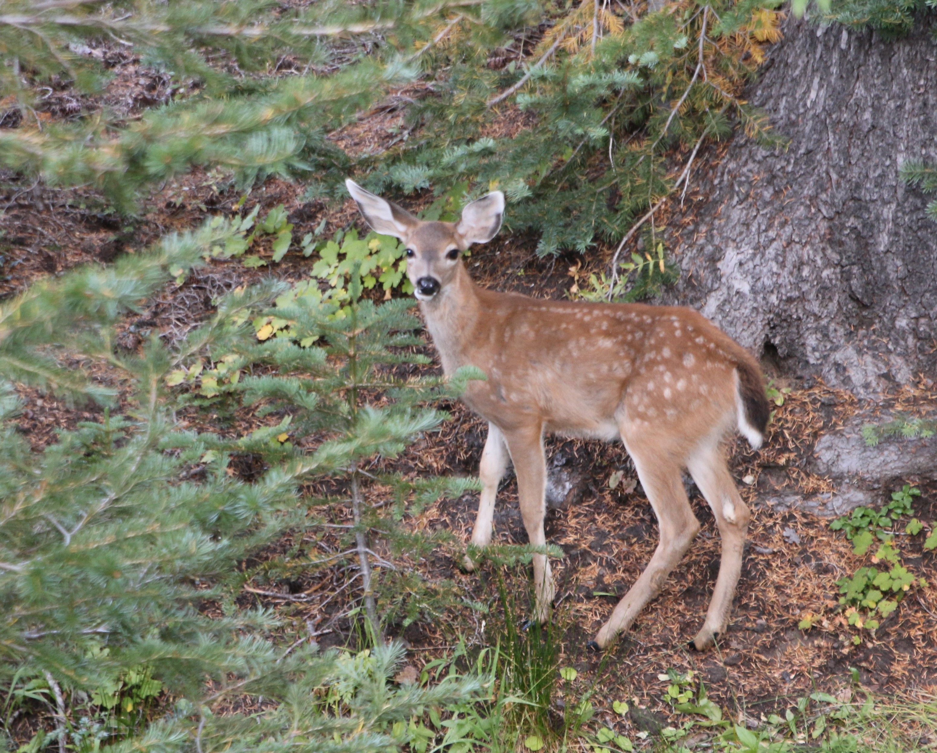 Mammals Crater Lake National Park (U.S. National Park Service)