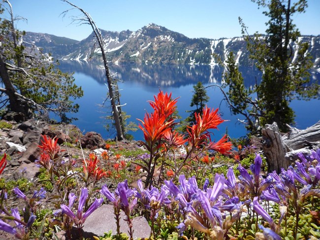 Wildflowers at Crater Lake