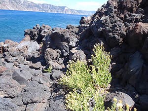 Mt. Shasta Arnica growing in volcanic boulders