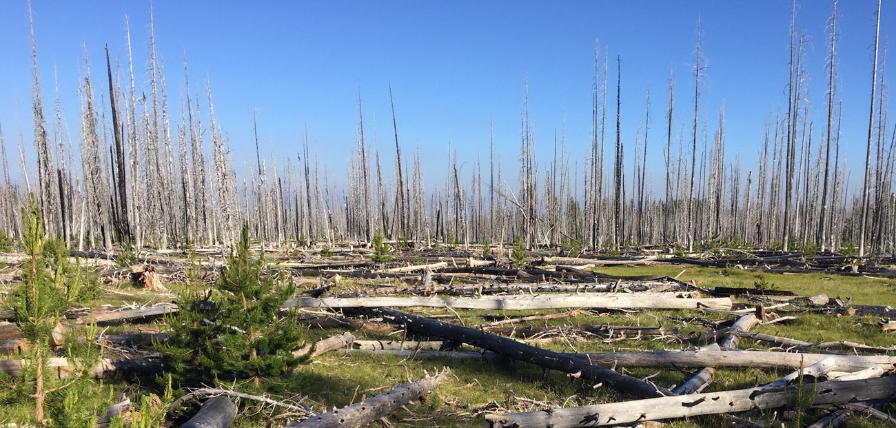 a forest full of dead trees from a wildland fire