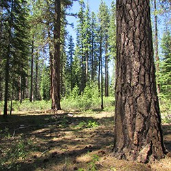 Ponderosa pine tree bark on tree trunk