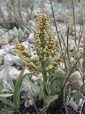 Pumice grapefern (Botrychium pumicola) growing in pumice