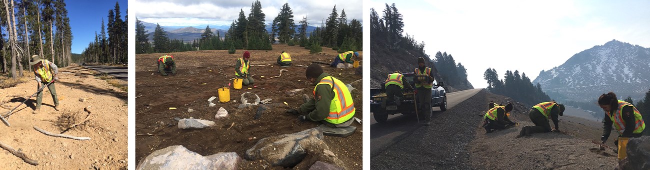 Three photos of disturbed lands that park staff are replanting