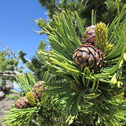 Whitebark pine cone on the tree nestled in needles