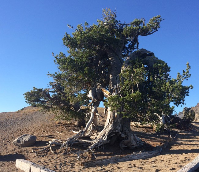 The oldest tree in the park is a whitebark pine.