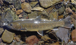 Bull Trout