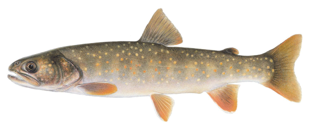 Drawing of a Bull Trout