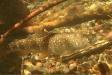 bull trout - brook trout hybrid