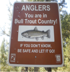bull trout warning