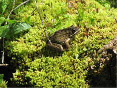 Cascades Frog