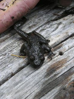 coastal tailed frog