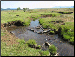 degraded_stream_habitat1