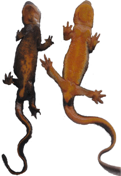 Underbellies of Mazama and rough skinned newt