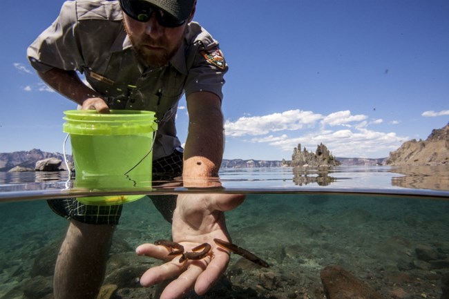 Park biologist standing in lake nearshore with a green bucket in one hand, releasing 3 newts with the other.