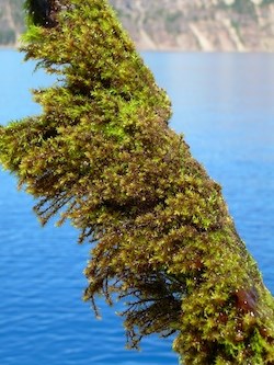 Aquatic moss