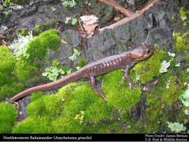 Northwestern Salamander