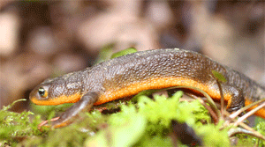 Rough-skinned Newt