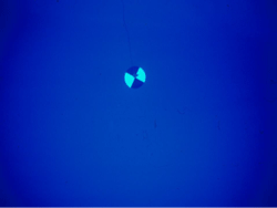 secchi disk