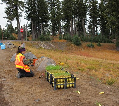 Botanist is replanting a road shoulder.