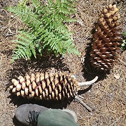 sugar pine cone next to a boot for size comparison