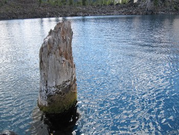 The Old Man of the Lake floating in Crater Lake.