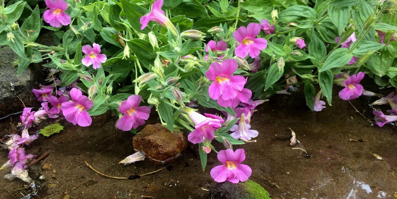 Monkeyflower blooming above a creek.