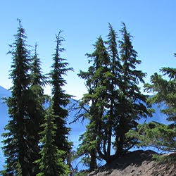 The droopy leaders of western hemlock trees