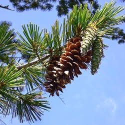 western white pine needles and cones
