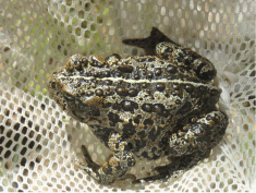 Amphibians - Crater Lake National Park (U.S. National Park Service)