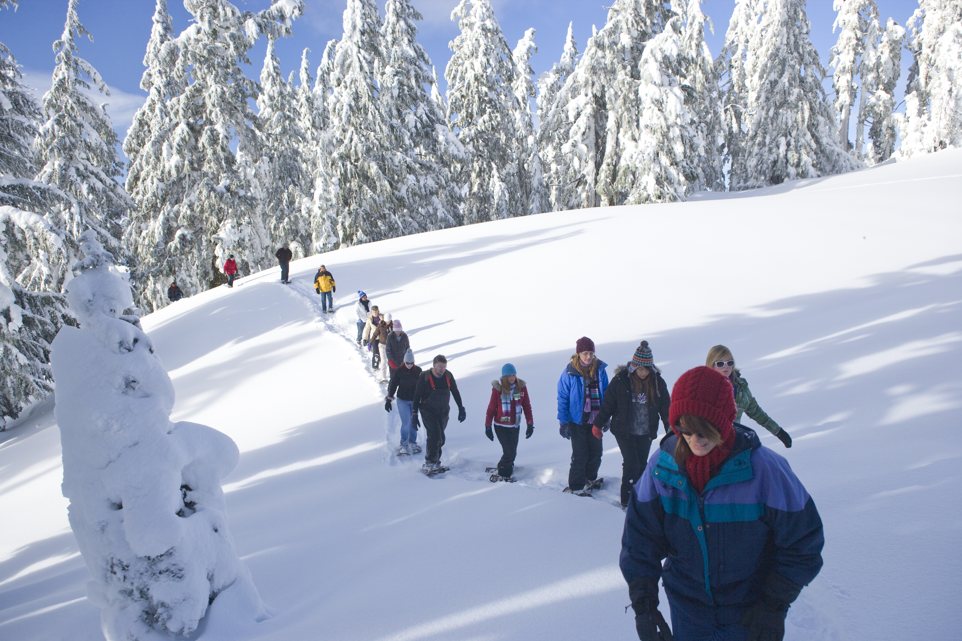 Visitors in a line snowshoeing in a snowy forest