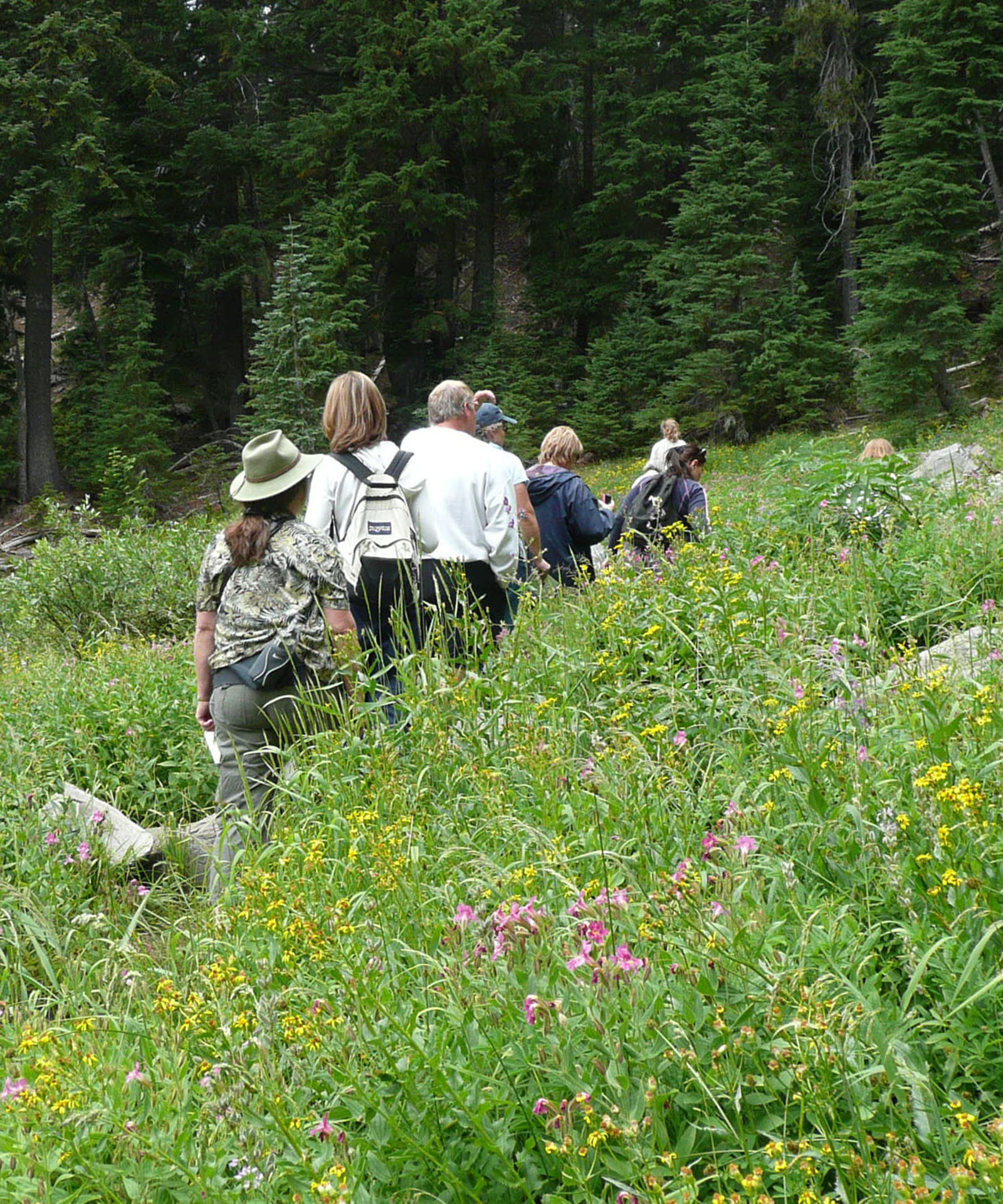 A line of hikers walk along a trail through waist-deep green grasses and yellow and pink flowers.