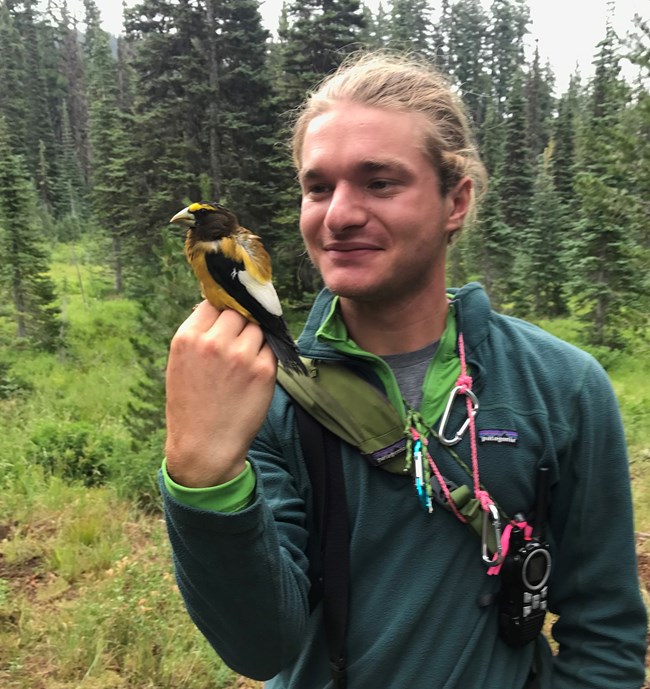 A smiling young man in a green sweater gently holds an evening grosbeak, a bird with yellow on its breast, back, and top of head.