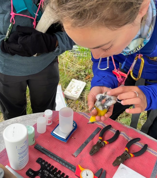A bird biologist in a blue jacket leans over a small table orgainzed with bird banding tools. She blows on a birds belly to determine its sex, look for a brood patch, and fat deposits.