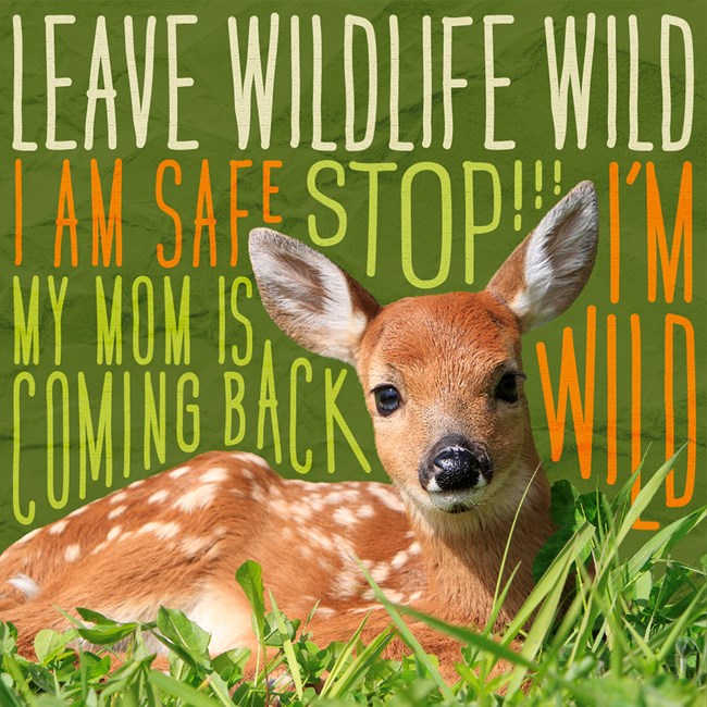 A light brown deer fawn with many spots, dark eyes and large ears with white hair inside, sits with legs folded underneath its body in grass looking forward. Words behind the image are "leave wildlife wild I am safe Stop!!! I'm wild My mom is coming back.