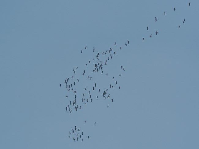 Migratory flock of shore birds circle above the lake