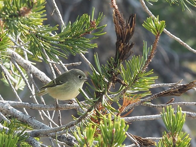 small bird, ruby crowned kinglet perched on a shasta red fir branch