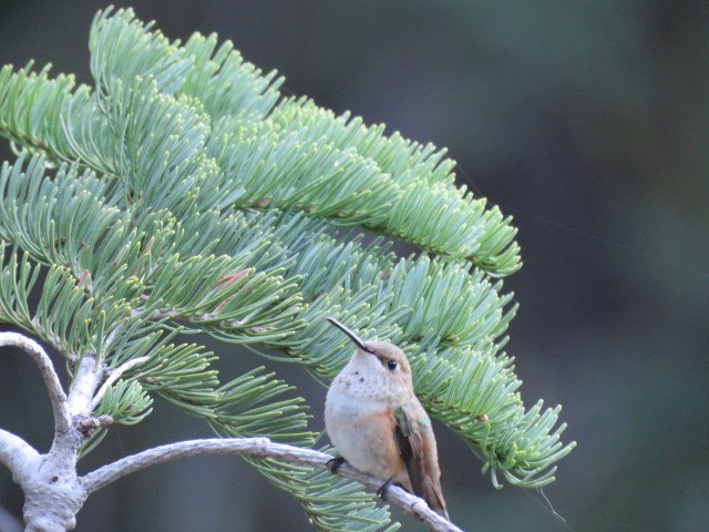 An immature rufous hummingbird perches on a conifer branch