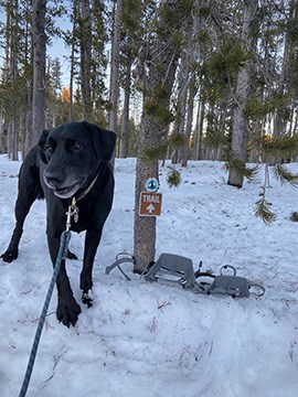 A black Labrador on a leash sits in the snow next to a pair of gray snowhoes.
