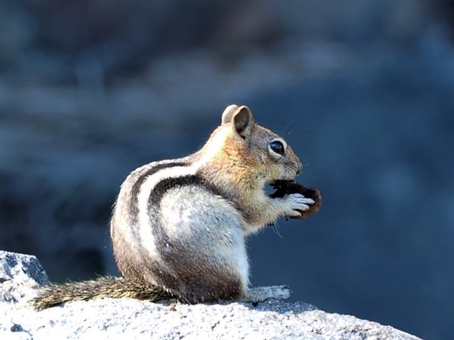 A golden mantled ground squirrel with two black and one white stripes on its back sits on its hind legs and holds a tree cone to its mouth with its front legs.