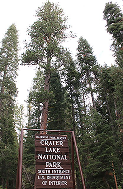South Entrance sign and towering trees